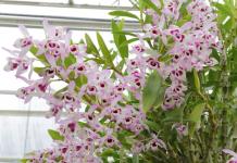 Дендробиум благородный: уход в комнатных условиях Орхидеи и уход за ними дендробиум
