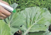 Защита капусты от вредителей: народные и химические средства