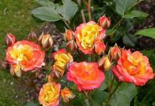 Комнатная роза (80 фото): виды, выращивание и уход