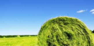 Суданская трава - однолетние злаковые травы - кормовые травы - растениеводство