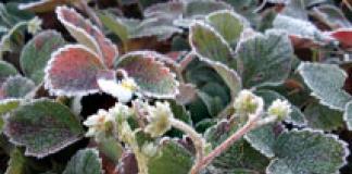 Лилии — уход и выращивание Лилии подмерзли весной
