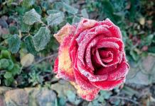 Почему сохнут листья у розы садовой?