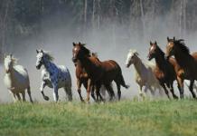 Что символизирует сон о табуне лошадей?